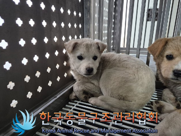 한국동물구조관리협회_441409202500047